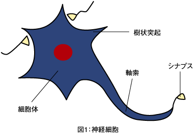 図1：神経細胞