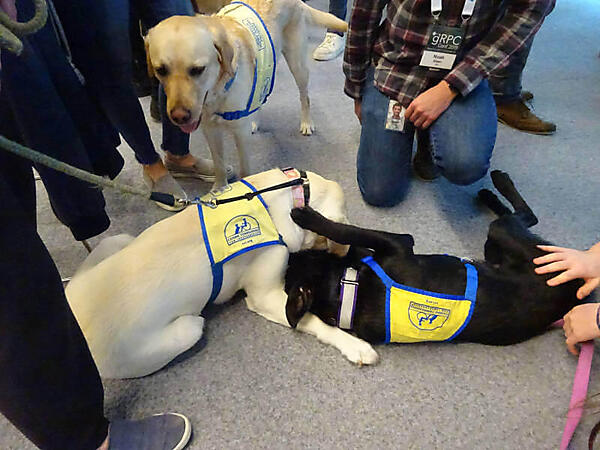 じゃれ合うレトリバー