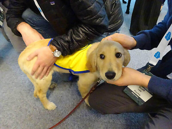 まだ仔犬のレトリバー。可愛過ぎた