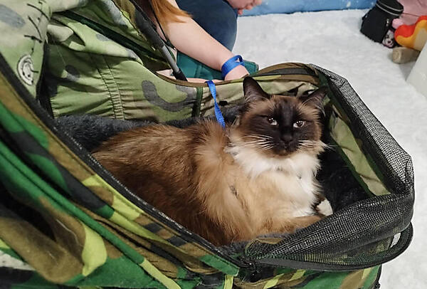 猫にも触れる。猫派にとっては嬉しい配慮