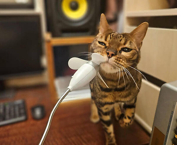 猫好きならわかる扇風機の音が変化するようす