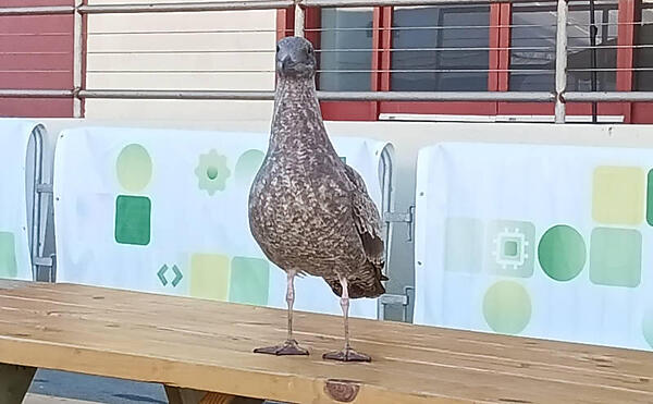 インタビューを行ったプレス向けラウンジの外にはカモメがお出迎え