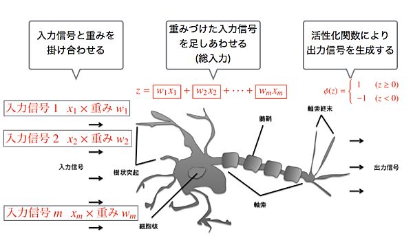 図1：神経細胞の模式図